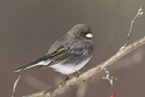 Images Dated 11th January 2010: Dark-eyed Junco - in winter. January in Connecticut, USA