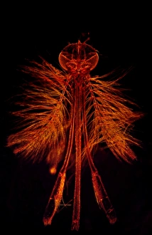 Images Dated 30th April 2009: Dark Field Light Micrograph: Mosquito - male.; Magnification x 65 (A4 size: 29.7 cm width)