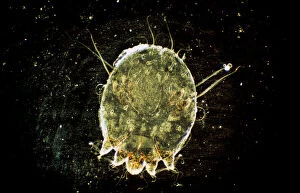 Microscopic Gallery: Dark Field Light Micrograph: Scabies Mite