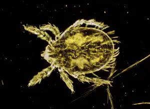 Invertebrate Prints: Dark Field Light Micrograph: Scrub Typhus Mite Chigger - Magnification x 125 (if print A4 size: 29)