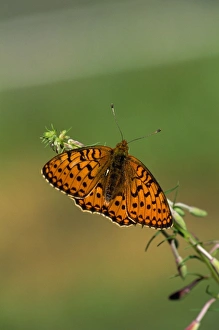Images Dated 3rd July 2007: Dark Green Fritillary