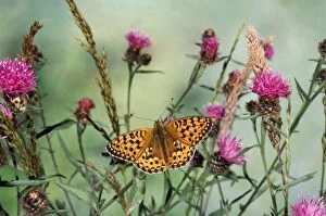 Images Dated 3rd July 2007: Dark Green Fritillary