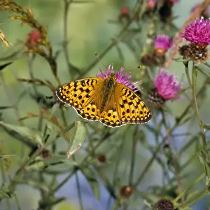 Fritillary Prints: Dark Green Fritillary - male