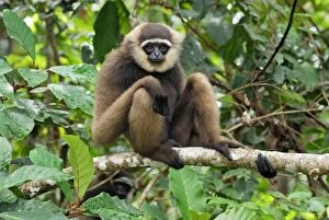Images Dated 9th November 2007: Dark-handed Gibbon / Agile Gibbon