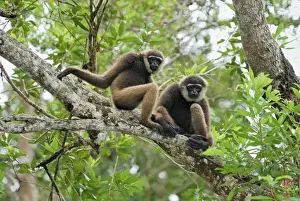 Gibbons Prints: Dark-handed Gibbon / Agile Gibbon - Camp Leaky - Tanjung Puting N
