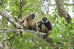 Dark-handed Gibbon / Agile Gibbon - Camp Leaky - Tanjung Puting N. P. - KalimantanBorneo - Indonesia
