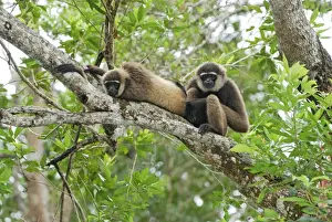 Dark-handed Gibbon / Agile Gibbon - Camp Leaky - Tanjung Puting N. P. - KalimantanBorneo - Indonesia