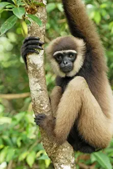 Dark-handed Gibbon / Agile Gibbon - Camp Leaky - Tanjung Puting N. P. - KalimantanBorneo - Indonesia