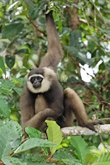 Dark-handed Gibbon / Agile Gibbon - Camp Leaky - Tanjung Puting N. P. - KalimantanBorneo - Indonesia