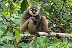 Dark-handed Gibbon / Agile Gibbon - Camp Leaky - Tanjung Puting N. P. - KalimantanBorneo - Indonesia