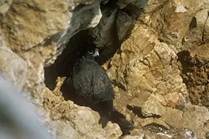 Incubating Prints: Dark Morph Eleonora's Falcon - incubating eggs