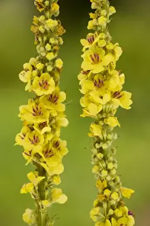 Dark Mullein (Verbascum nigrum) in flower, with distinctive violet filament hairs. Dorset