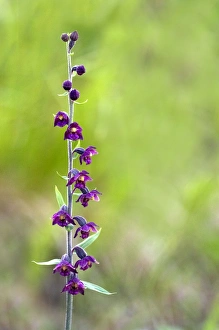 Images Dated 4th August 2008: Dark-red Helleborine - Apuan Alps - Italy