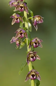 Helleborines Prints: Dark red helleborine (Epipactis atrorubens). Cumbria