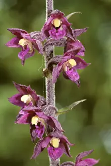 Helleborine Prints: Dark Red Helleborinne