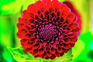 Images Dated 6th July 2021: Dark red pompom ball dahlia blooming. Dahlia named Jessie G