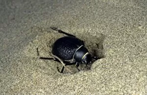 Temperature Control Collection: Darkling Beetle - burrowing in the sand to escape heat of the day - sand dunes of Karakum desert