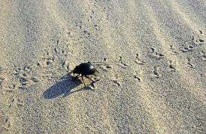 Images Dated 1st March 2010: Darkling Beetle - crosses tracks of other similar beetles