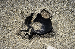 Images Dated 1st March 2010: Darkling Beetle - emerges from day shelter where it buries itself in sand to escape heat of the day