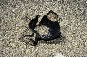 Kara Kum Prints: Darkling Beetle - emerges from day shelter where it buries itself in sand to escape heat of the day - sand dunes of