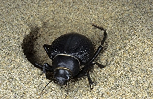 Images Dated 1st March 2010: Darkling Beetle - emerges from day shelter in sand where he buries itself to escape heat of the day