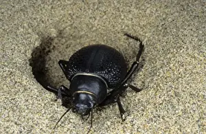 Darkling Beetle - emerges from day shelter in sand where he buries itself to escape heat of the day - sand dunes of Karakum desert - Turkmenistan - Spring - March Tm31. 0474