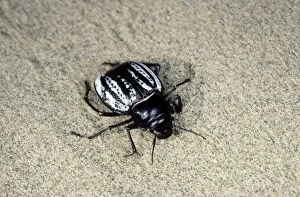 Images Dated 1st March 2010: Darkling Beetle - in the evening