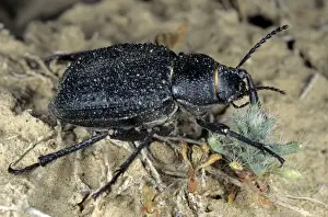 Darkling Beetle - feeds on plants near Karakum water-canal - Turkmenistan - Spring - April Tm31. 0380