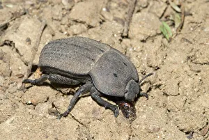 Darkling beetle on ground, where it feeds on plant litter Darkling beetle on ground, where it feeds on plant litter