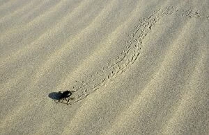 Images Dated 1st March 2010: Darkling Beetle - runs for a cover after feeding at dawn
