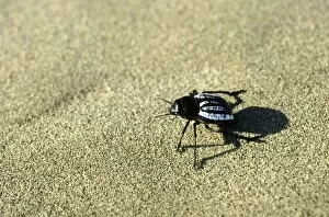 Images Dated 1st March 2010: Darkling Beetle - runs in sand dunes of Karakum desert in the evening - Turkmenistan - Central