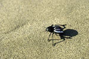 Darkling Beetle - runs in sand dunes of Karakum desert in the evening Darkling Beetle - runs in sand dunes of Karakum desert in the evening