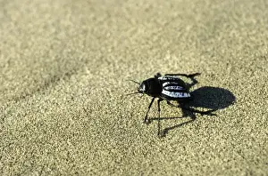 Darkling Beetle - runs in sand dunes of Karakum desert in the evening - Turkmenistan - Central Karakum Desert - Spring - April Tm31. 0414