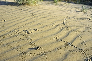 Darkling Beetle - along with various prints left on sand after night activity of beetles, lizards and jerboa Darkling Beetle - along with various prints left on sand after night activity of beetles, lizards and jerboa