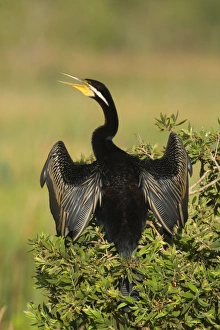 Images Dated 17th August 2008: Darter - adult with bill open sitting on a bush with its wings half opened to dry them in the sun