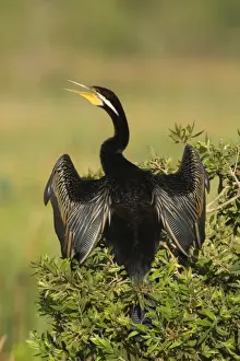 Darter Prints: Darter - adult with bill open sitting on a bush with its wings half opened to dry them in the sun - Fogg Dam