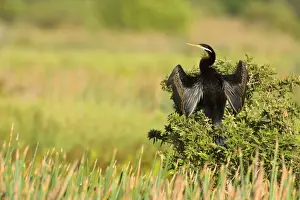 Darter Prints: Darter - adult sitting on a bush with its wings half opened to dry them in the sun - Fogg Dam