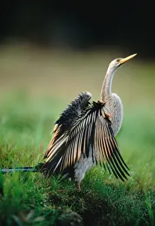 Darter - Drying wings, Kakadu National Park (World Heritage Area), Northern Territory, Australia, New Guinea JPF50921