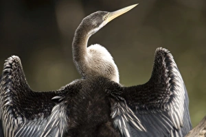 Images Dated 16th June 2006: Darter - female drying wings Also known as Snake Bird owing to its snake like apearance when