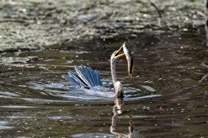 Anhinga Gallery: Darter - with fish impaled on bill