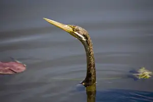 Darter - male Also known as Snake bird owing to its snake like apearance when swimming and feeding. Marlgu Billabong, Parry Lagoons a Ramsar designated wetland in the far northeast of Western Australia