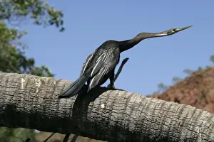 Darter Prints: Darter Male Lawn Hill National Park, Queensland, Australia