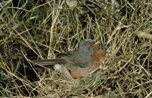 Dartford Warbler