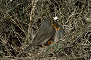 Dartford Warbler - adult removing fecal sac from nest