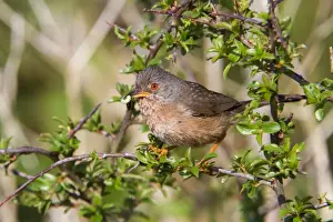 Grub Prints: Dartford Warbler - female - with insects - Cornwall - UK