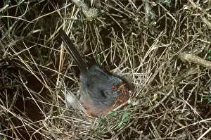 Dartford Warbler - on nest