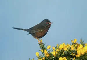 Gorse Prints: Dartford Warbler - Perched on Gorse, April New Forest, UK