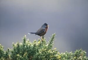 Dartford Warbler - Perched on Gorse, singing. April