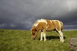 Images Dated 16th November 2011: Dartmoor Ponies