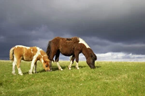 Horse Collection: Dartmoor Ponies Dartmoor National Park Devon UK MA000099